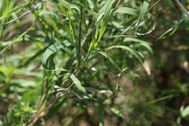 Image of Tetrapogon roxburghiana (Schult.) P. M. Peterson