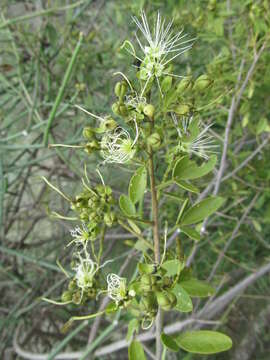 Imagem de Maerua triphylla A. Rich.