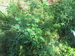 Plancia ëd Chenopodium opulifolium Schrader