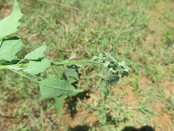 Image of Grey Goosefoot