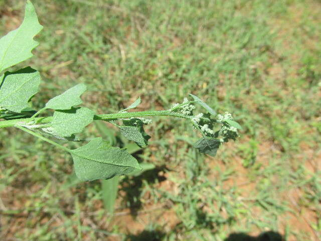 Image of Grey Goosefoot