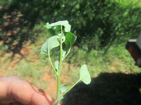 Image of Grey Goosefoot