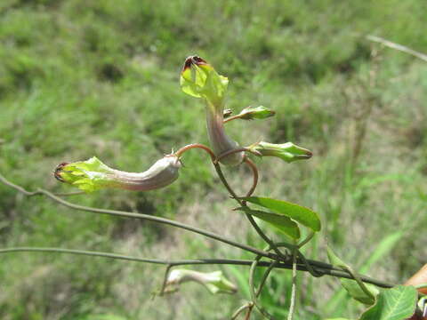 Image of Ceropegia carnosa subsp. carnosa