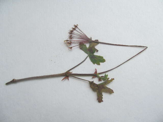 Image of Pelargonium quinquelobatum Hochst. ex A. Rich.