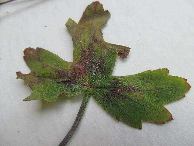 Image of Pelargonium quinquelobatum Hochst. ex A. Rich.