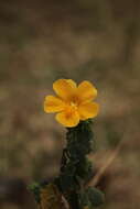 Image of Pavonia burchellii (DC.) Dyer