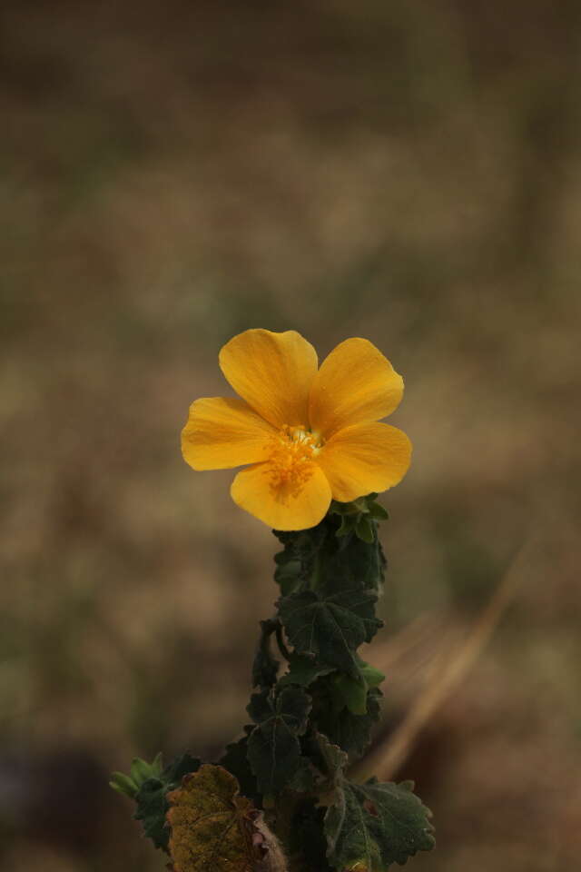 Image of Pavonia burchellii (DC.) Dyer