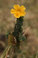 Image of Pavonia burchellii (DC.) Dyer