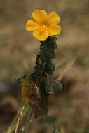 Image of Pavonia burchellii (DC.) Dyer