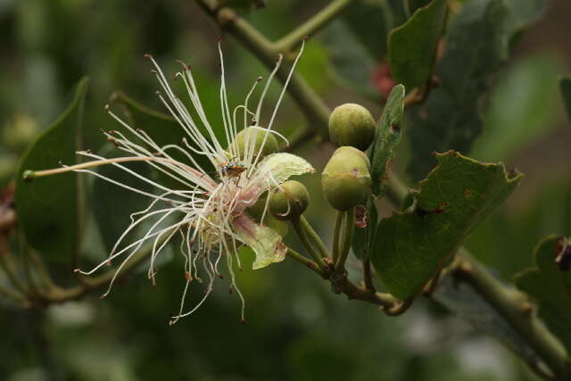 Image of African caper