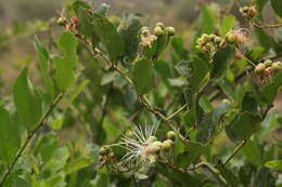 Image of African caper