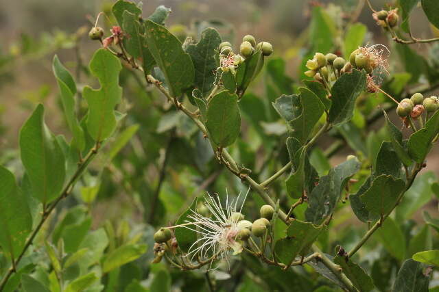 Image of African caper