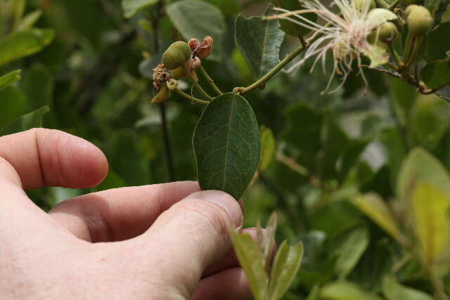 Image of African caper