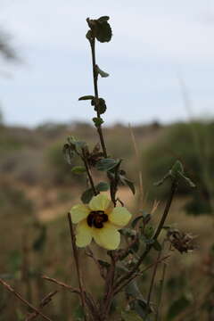 Image of rosemallow