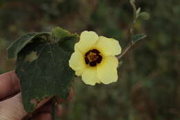 Image of rosemallow