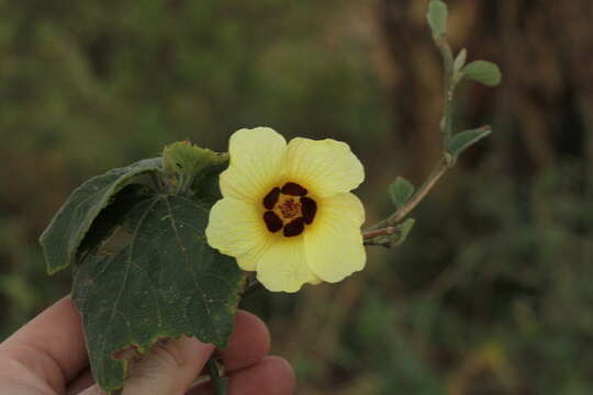 Image of rosemallow