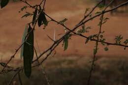 Plancia ëd Vachellia etbaica (Schweinf.) Kyal. & Boatwr.