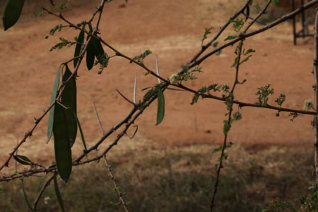 Plancia ëd Vachellia etbaica (Schweinf.) Kyal. & Boatwr.