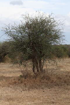 Plancia ëd Vachellia etbaica (Schweinf.) Kyal. & Boatwr.