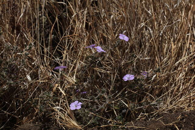 Imagem de Barleria delamerei S. Moore