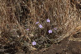 Imagem de Barleria delamerei S. Moore