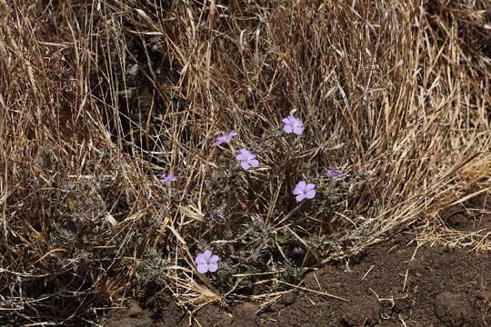 Image of Barleria delamerei S. Moore