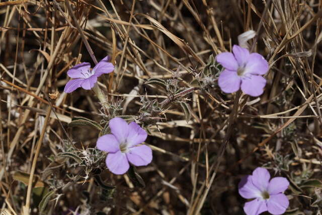 Imagem de Barleria delamerei S. Moore