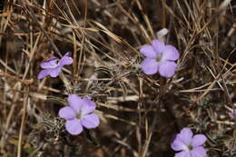 Imagem de Barleria delamerei S. Moore