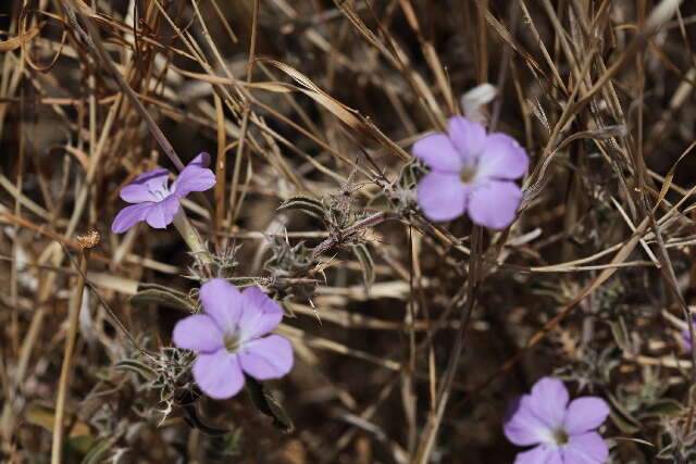 Imagem de Barleria delamerei S. Moore