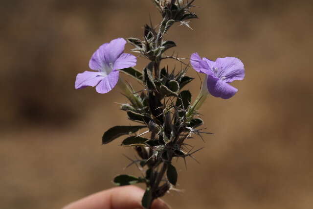 Imagem de Barleria delamerei S. Moore