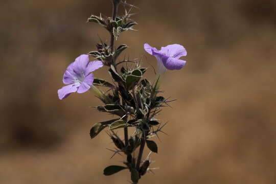 Imagem de Barleria delamerei S. Moore