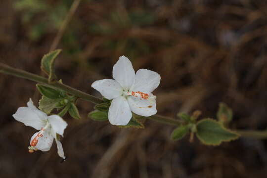 Image of Hibiscus flavifolius Ulbrich