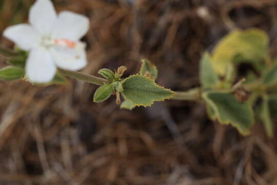 Image of Hibiscus flavifolius Ulbrich