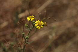 Image of Osteospermum vaillantii (DC.) Norlindh