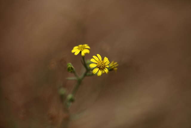 Image of Osteospermum vaillantii (DC.) Norlindh