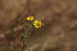 Image of Osteospermum vaillantii (DC.) Norlindh