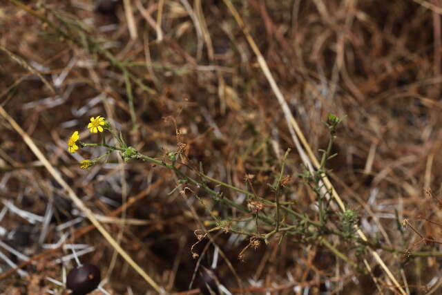 Image of Osteospermum vaillantii (DC.) Norlindh