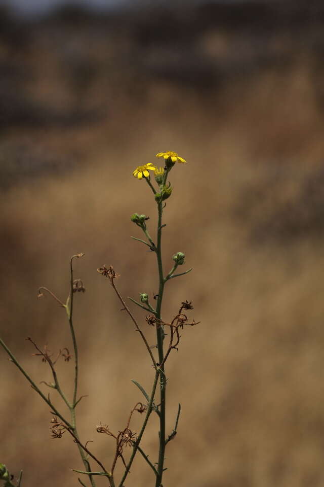 Image of Osteospermum vaillantii (DC.) Norlindh