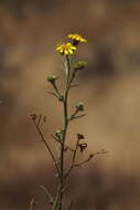 Plancia ëd Osteospermum vaillantii (DC.) Norlindh