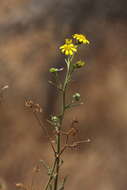 Image of Osteospermum vaillantii (DC.) Norlindh