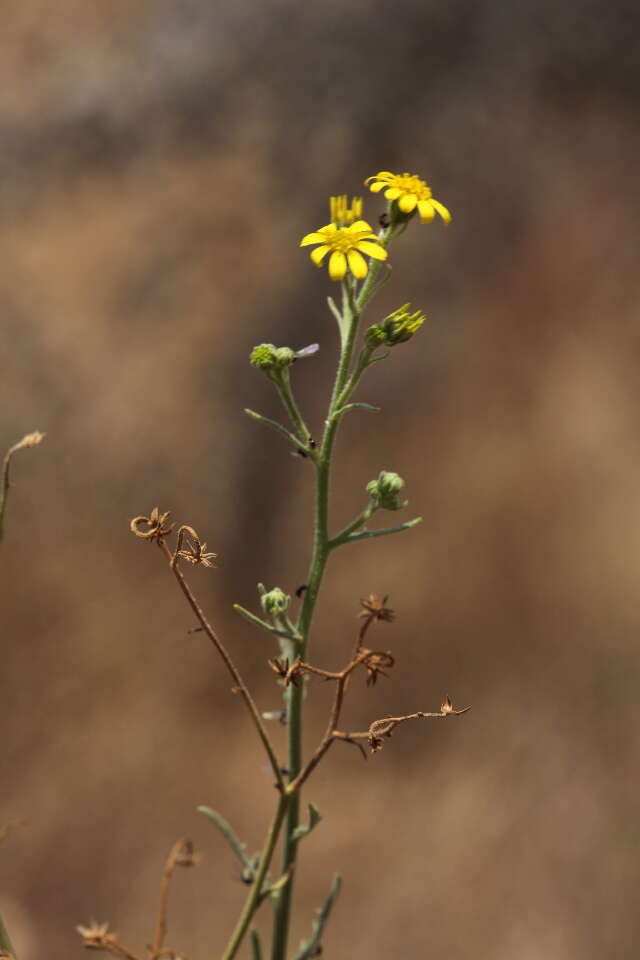 Image of Osteospermum vaillantii (DC.) Norlindh