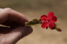 Image of Hibiscus aponeurus Sprague & Hutchinson