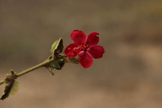 Imagem de Hibiscus aponeurus Sprague & Hutchinson