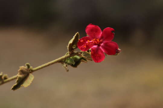 Image of Hibiscus aponeurus Sprague & Hutchinson