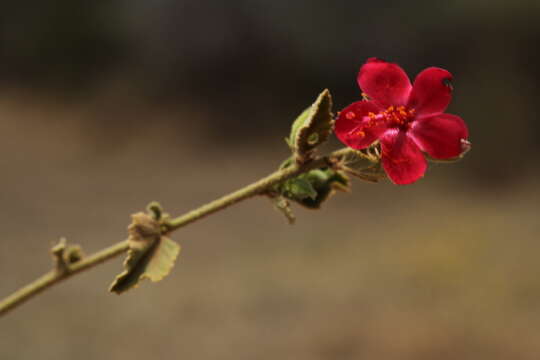 Imagem de Hibiscus aponeurus Sprague & Hutchinson