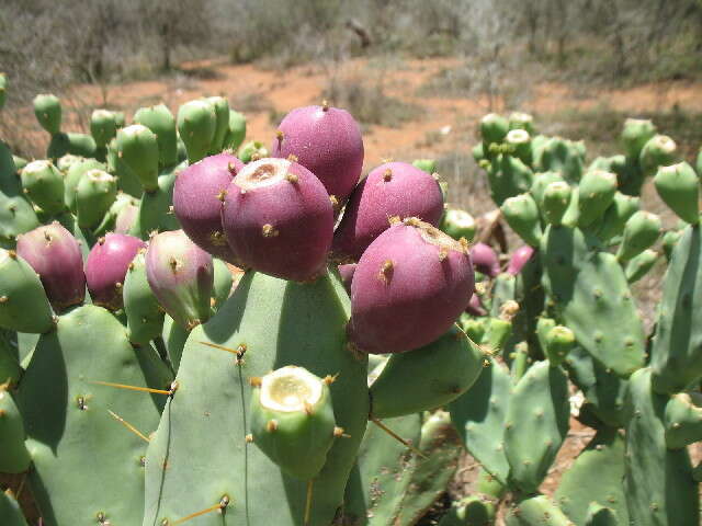 Image of Barbary Fig