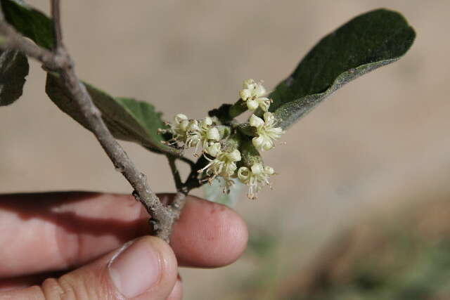 صورة Cordia monoica Roxb.