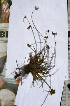 Image of sedges