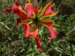 Image of Liliales