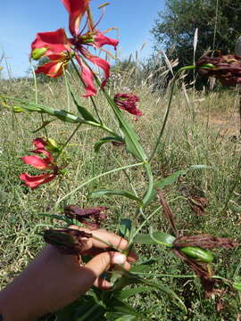 Image of flame lily